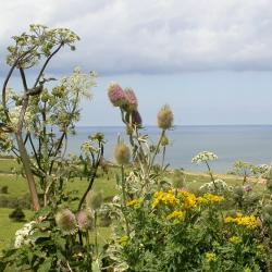 Cap blanc nez 5