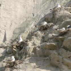 Falaise du blanc nez
